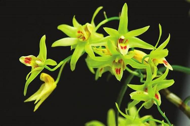 磷酸二铵与硝酸磷肥哪个好