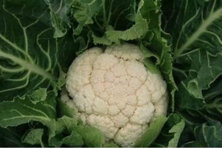 花菜施肥什么合适？花菜追肥用什么更高产