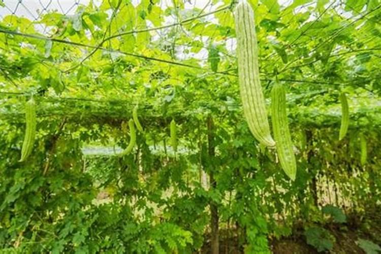 苦瓜追肥用什么肥料好