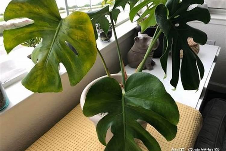 龟背竹叶子发软下垂