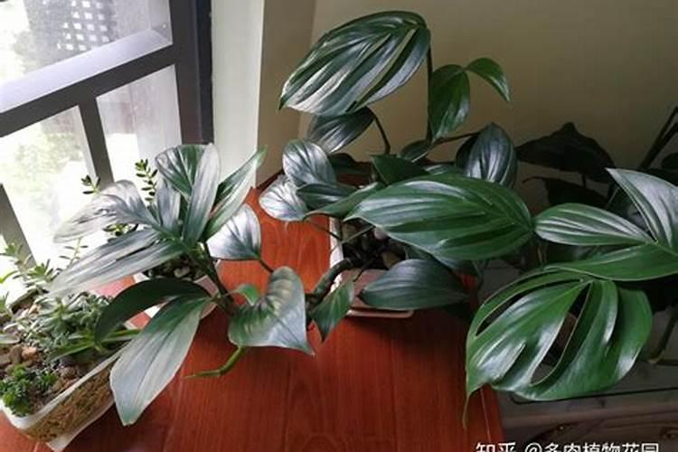 龟背竹叶子发软下垂是怎么回事