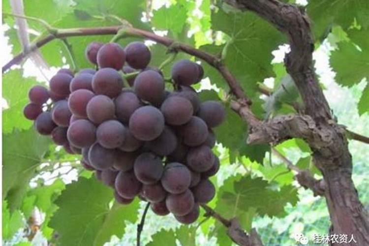 葡萄膨果期用什么肥料？老农是这样做的