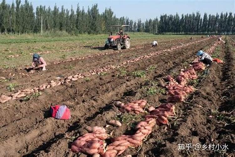 红薯什么时候冲肥最好