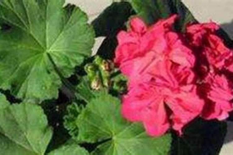 大姜科学用肥量