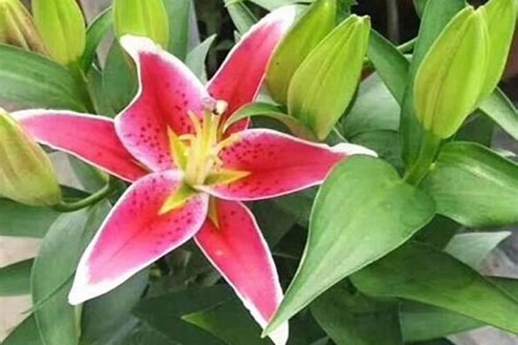 如何给百合施肥与浇水？