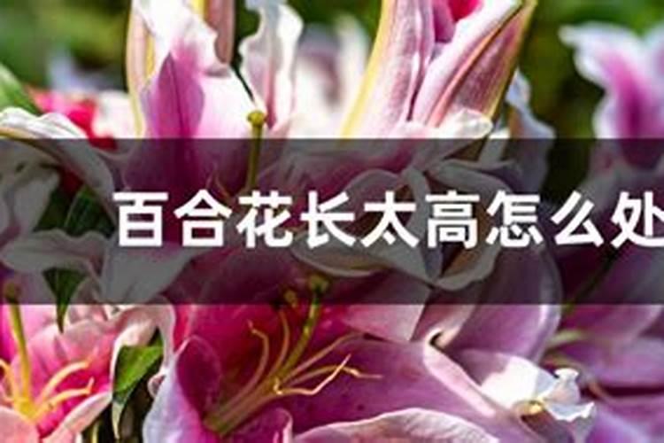 百合花怎么施肥浇水正确
