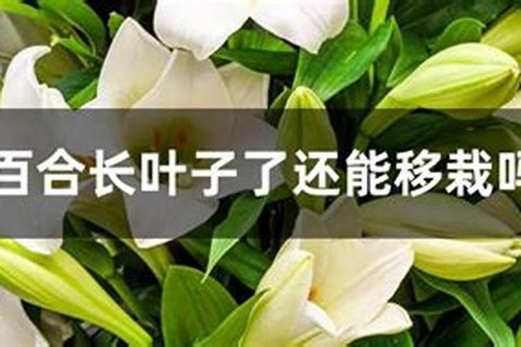 百合花怎么施肥浇水正确(怎么施肥才能长得好促使开花)