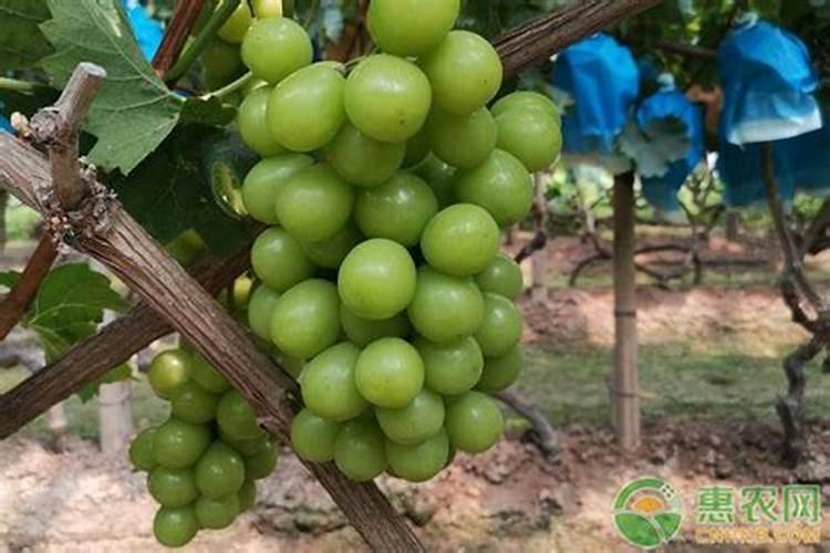 君子兰叶子脏了怎么办,用什么擦