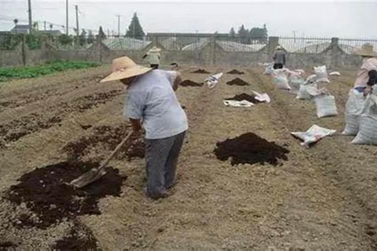 花生生长过程 花生是如何生长的