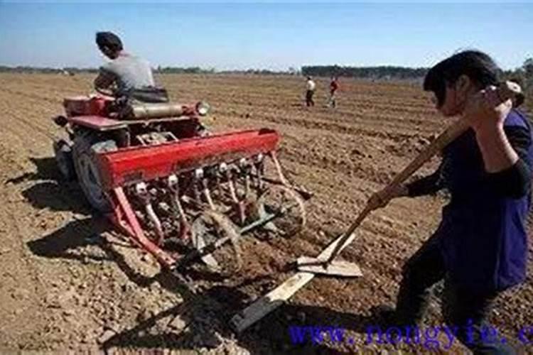 冬小麦底肥用什么化肥