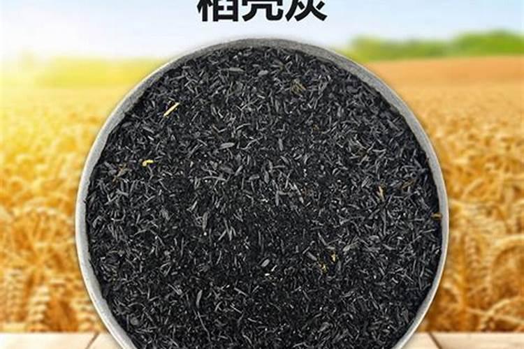 什么兰花好养花又香四季开花,哪种兰花四季开花而且好养