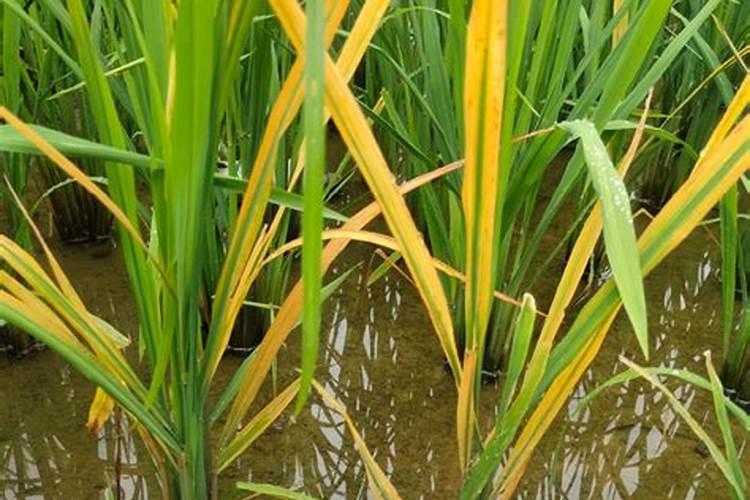 草木灰能适合给大蒜冲施吗