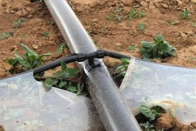 草莓浇水时间,草莓怎么浇水