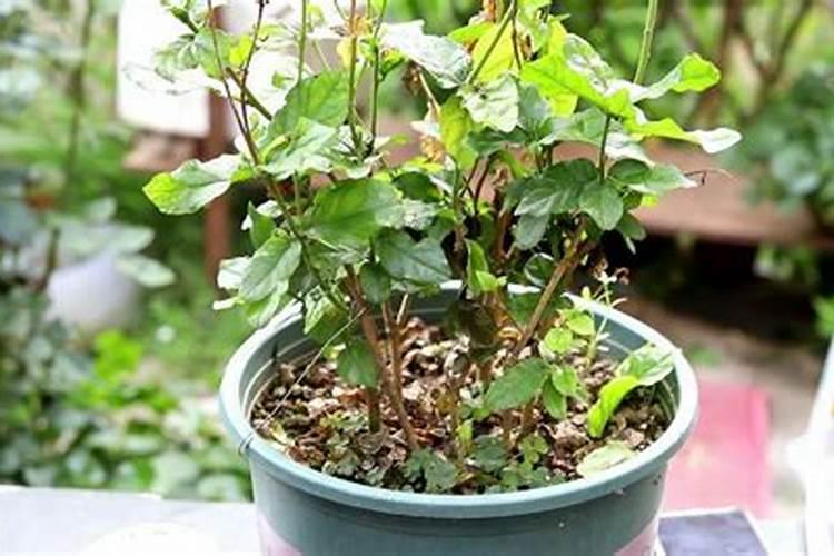 甜菜后期需要什么肥料