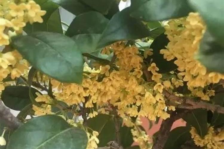 盆栽桂花可以施叶面肥吗(盆栽桂花发芽时能施肥吗)