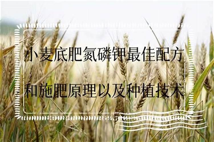 小麦如何做底肥