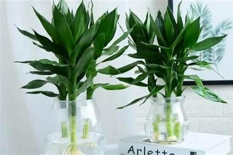 水培富贵竹怎么施肥