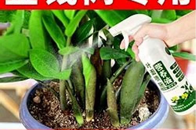 金钱树的管理方法