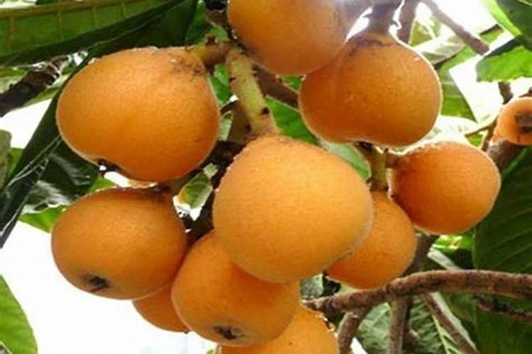 大果枇杷花期管理要点有哪些？