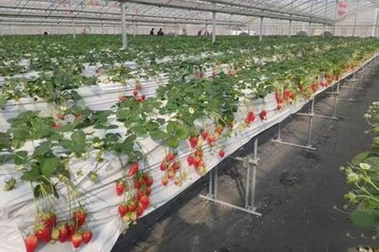 草莓需要氮磷钾肥有什 么作用？