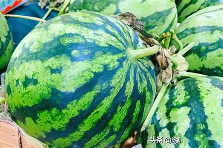 西瓜膨大期可以冲施3个15芭田布衣皇后吗