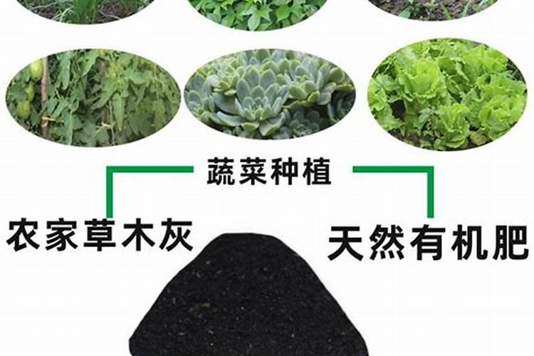 君子兰施肥用什么肥料