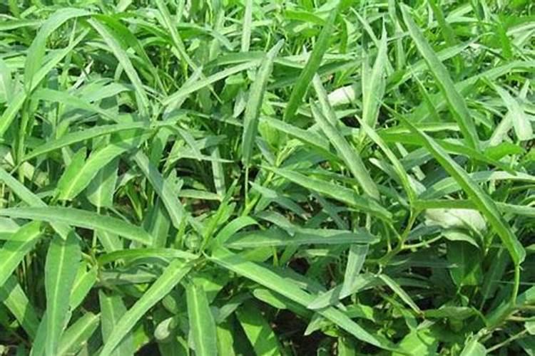 香蕉树最忌三种肥料