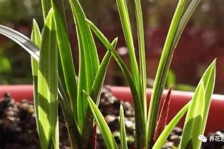 兰花如何施氮肥