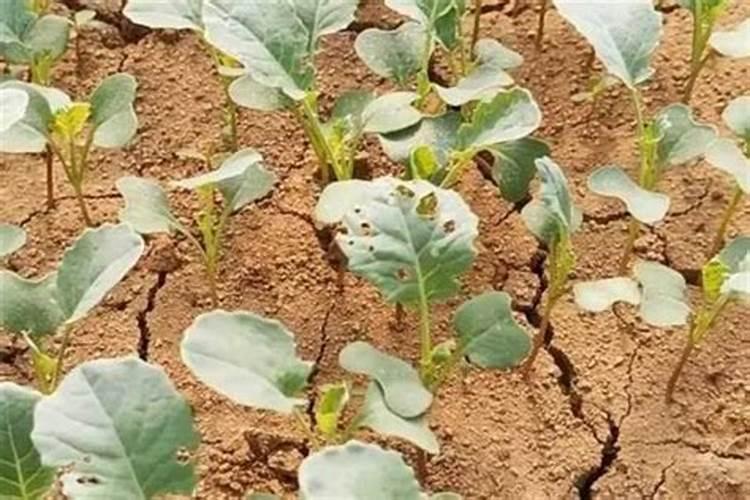 种菜的时候选择哪种肥料进行施加比较合适