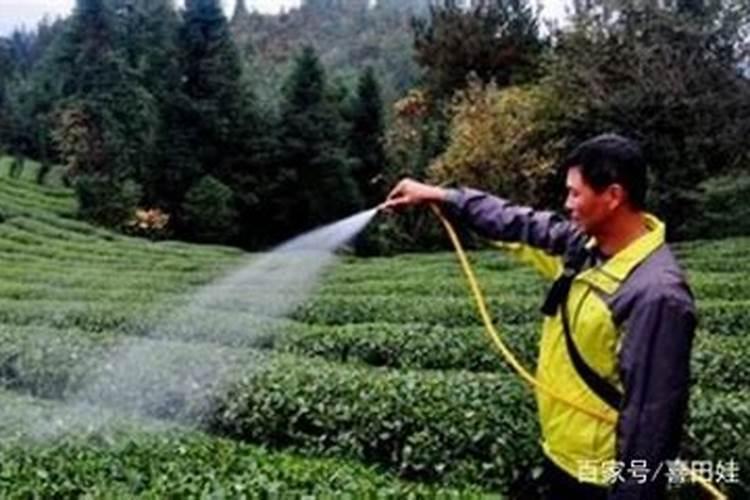 散尾葵的种植养护及注意事项