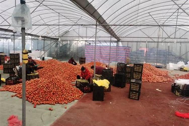 含磷的肥料有哪些