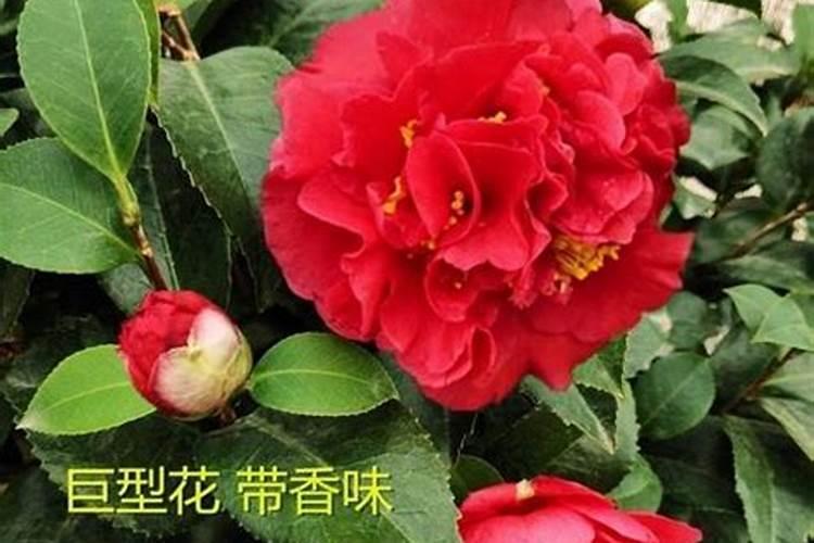 茶花冬天上什么肥
