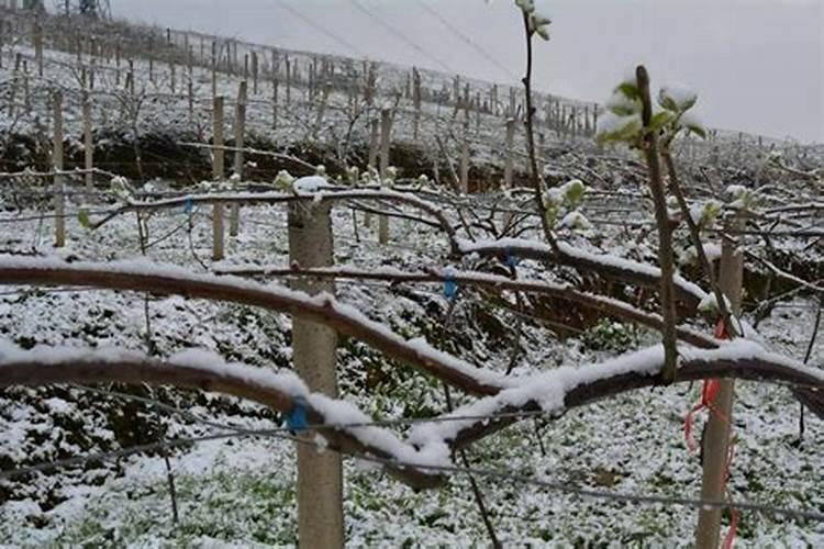 避免苹果树被冻坏,可以打什么叶面肥预防呢？