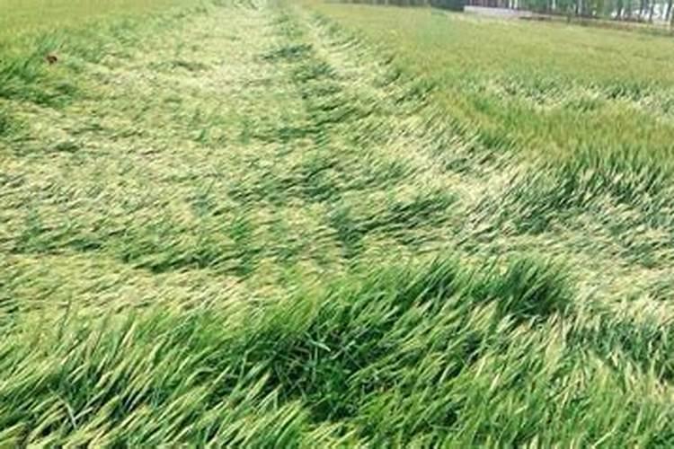 小麦出现倒伏现象 应该施什么肥？？