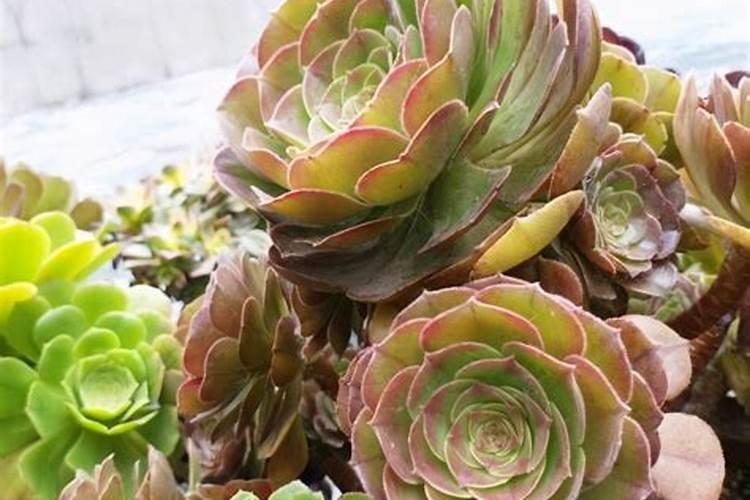 碱性农药都有哪些