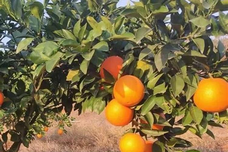 泡发的豌豆不能吃可以放在菜地里当肥料吗？