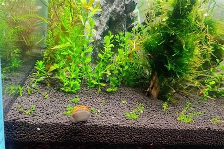 鱼缸水太肥怎么办,为什么水会变肥