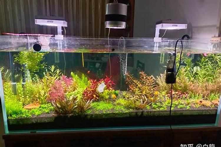 鱼池的水有白泡怎么办,为什么会起白泡