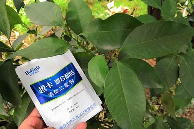 白果价格多少钱一棵？白果的种植方法