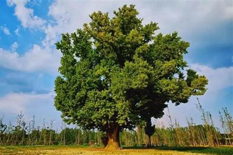 银杏应当如何分期施肥？