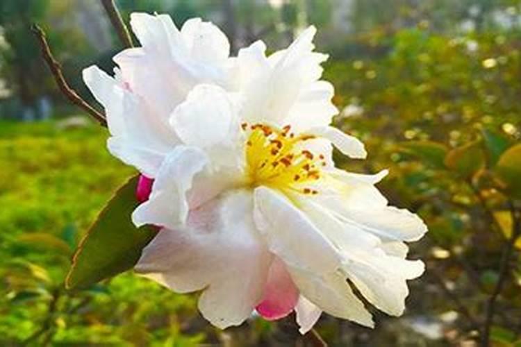 茶花浇什么肥最好