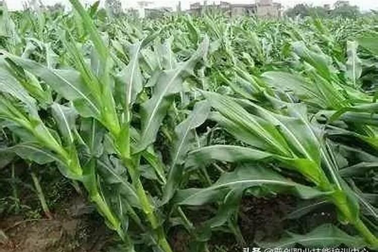 同一块地的玉米高矮不一,矮的又黄又细怎么办