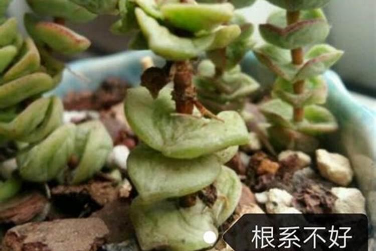 果树促花使用什么叶面肥？果树叶面肥喷施需要注意事项？