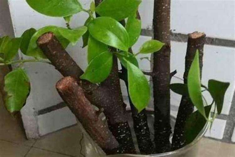 芸苔素内酯如何兑水