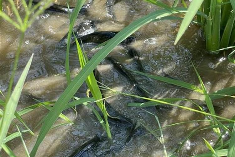 作物使用鱼蛋白肥会有什么效果？