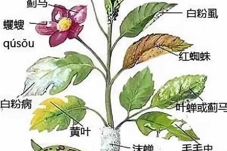 磷肥过量对植物生长的影响