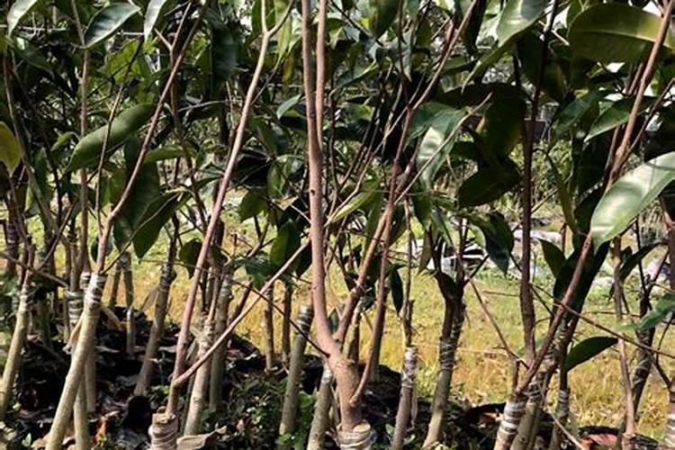 四川广元能种植奇楠沉香吗？