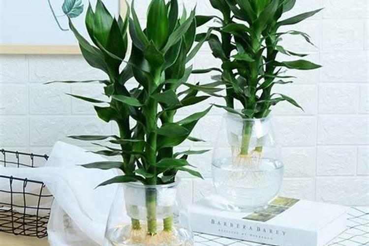 生根水能浇花吗 生根水浇花方法