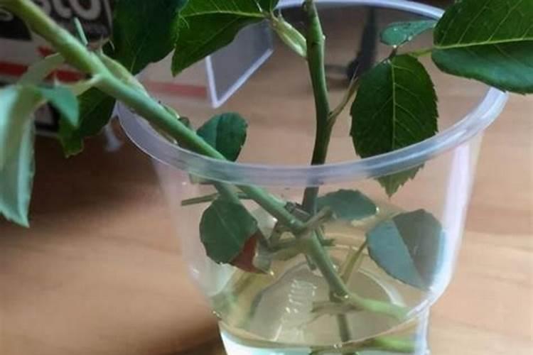 快速生根粉可以浇花吗 可以用快速生根粉浇花吗