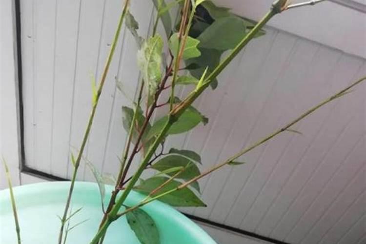 生根水浇花好不好,泡过根的生根水浇花方法